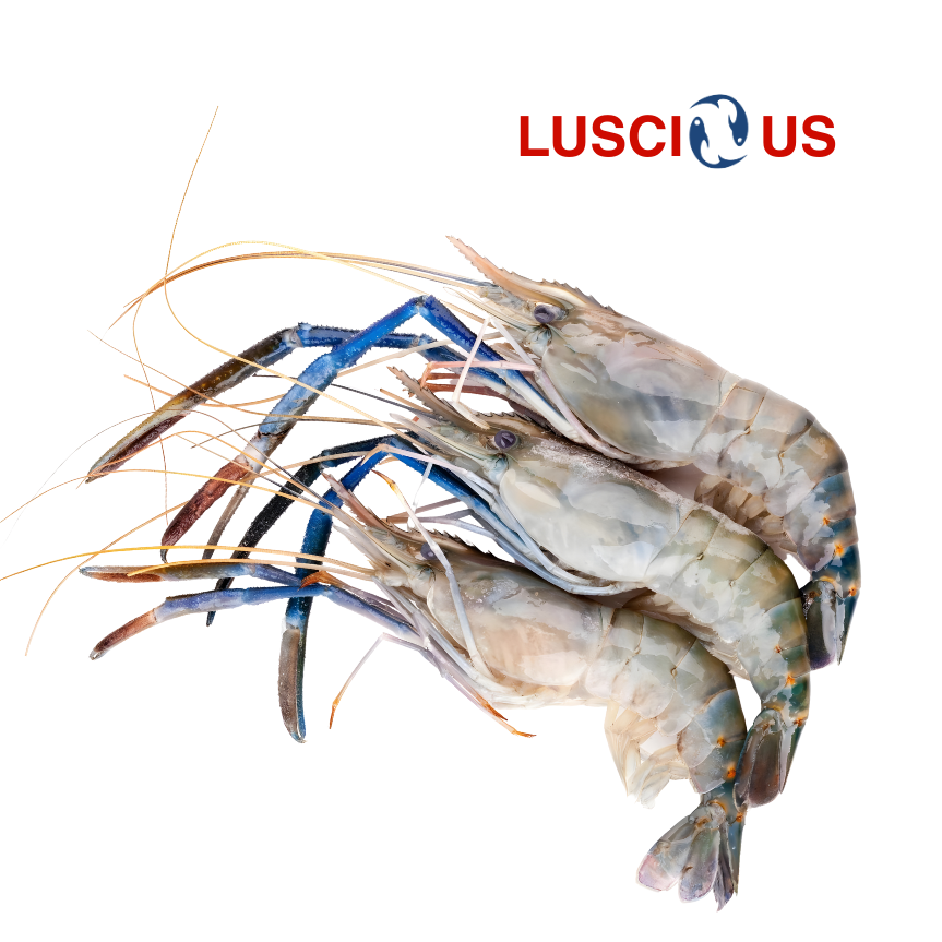 Fresh Water Prawns Medium