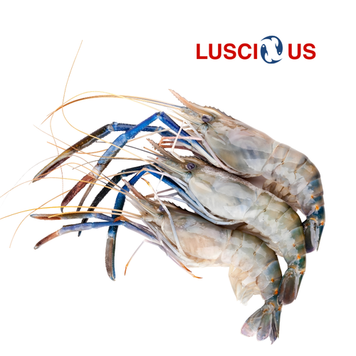 Fresh Water Prawns Medium