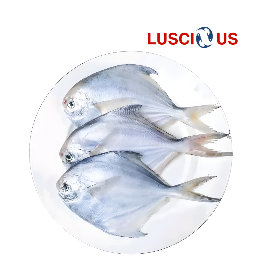 White Pomfret fish Large