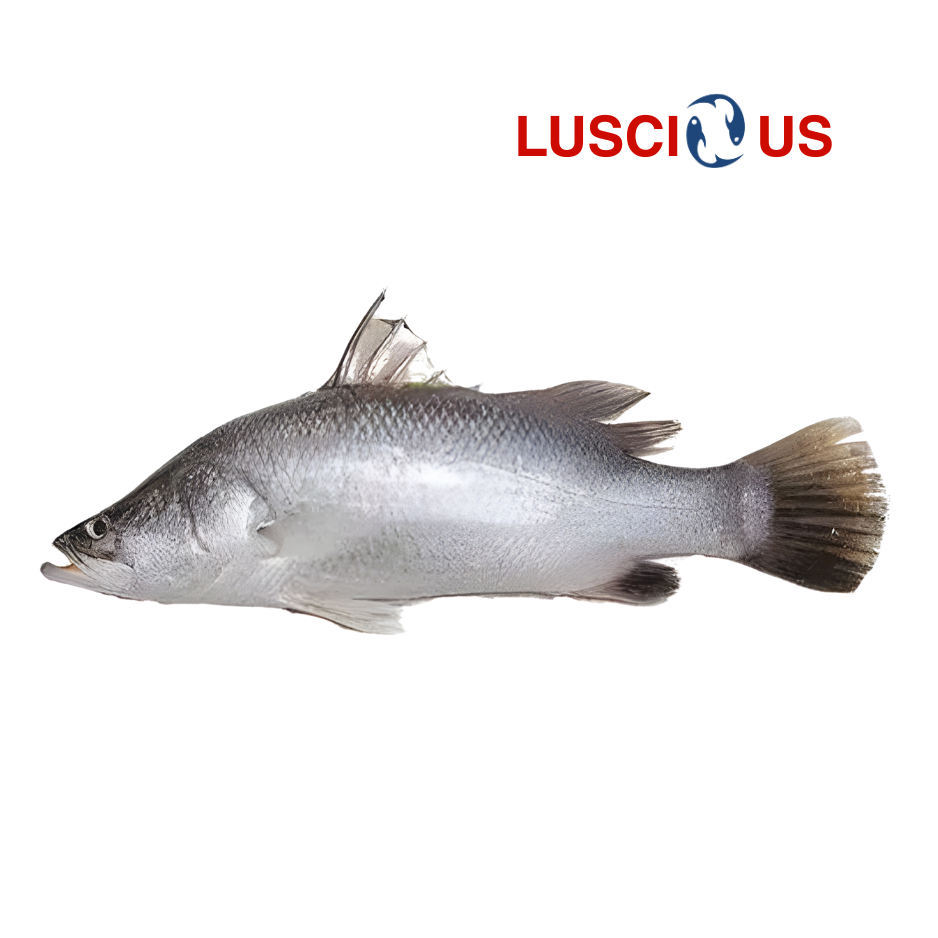 DESHI Bhetki Gota Fish